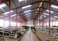 Trang trại thép cường độ cao nhẹ cho gia súc Thiết kế tiền chế